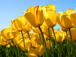 Elementary Monthly Announcements